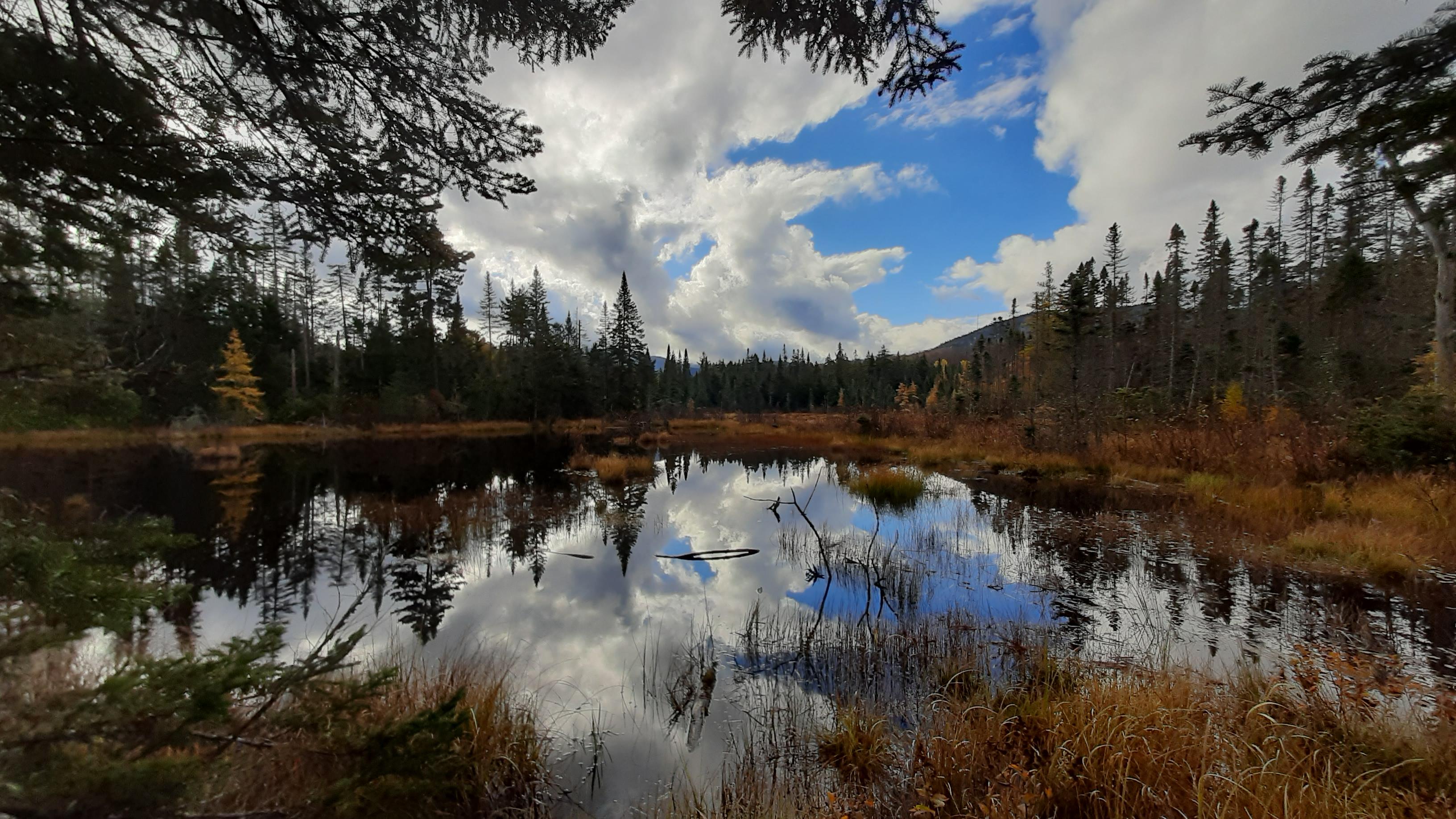 An Adirondack wetland and surrounding forests
